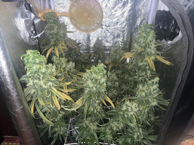 🌈Chocolate Rainbow xxl🌈 old dwc. Week 16