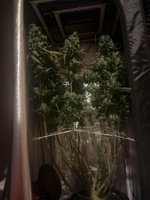 🌈Chocolate Rainbow xxl🌈 old dwc. Week 16