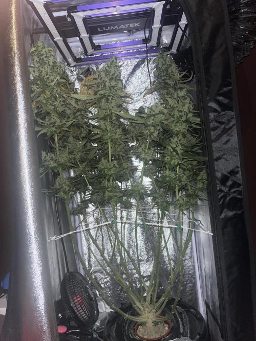 🌈Chocolate Rainbow xxl🌈 old dwc. Week 16