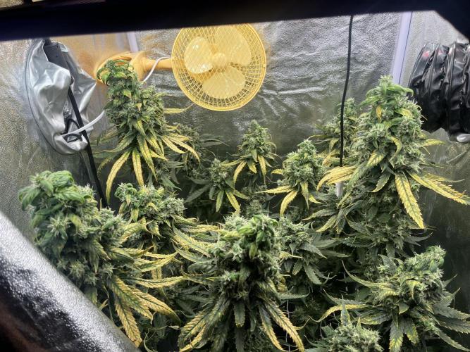 🌈Chocolate Rainbow xxl🌈 old dwc. Week 16