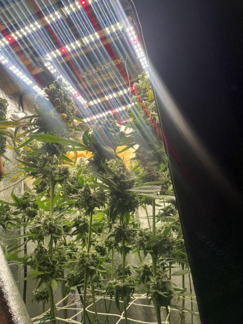 🌈Chocolate Rainbow xxl🌈 old dwc. Week 16