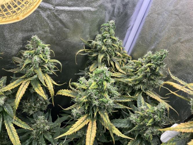 🌈Chocolate Rainbow xxl🌈 old dwc. Week 16