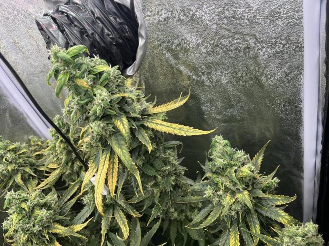 🌈Chocolate Rainbow xxl🌈 old dwc. Week 16