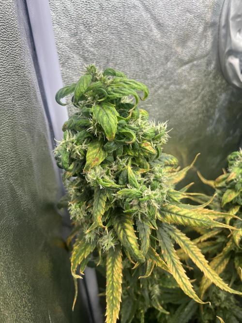 🌈Chocolate Rainbow xxl🌈 old dwc. Week 16