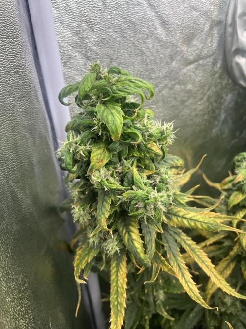 🌈Chocolate Rainbow xxl🌈 old dwc. Week 16