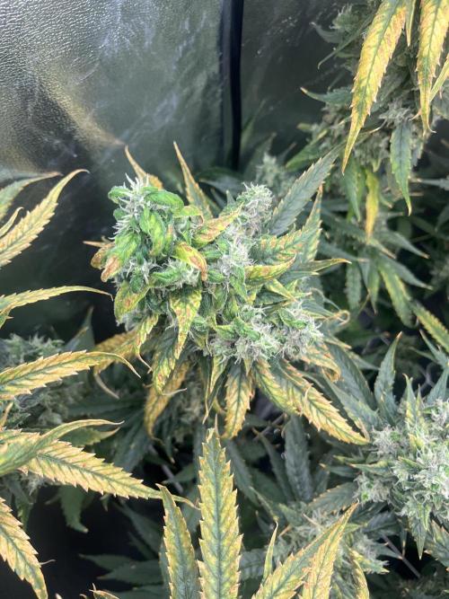 🌈Chocolate Rainbow xxl🌈 old dwc. Week 16