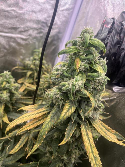 🌈Chocolate Rainbow xxl🌈 old dwc. Week 16