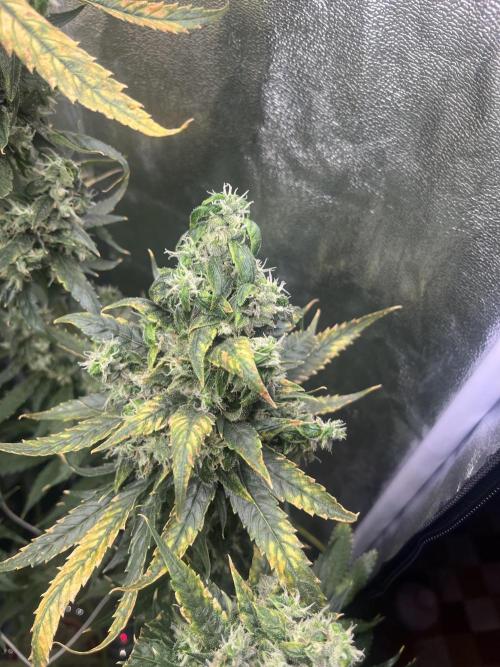 🌈Chocolate Rainbow xxl🌈 old dwc. Week 16