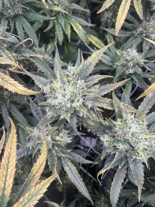🌈Chocolate Rainbow xxl🌈 old dwc. Week 16