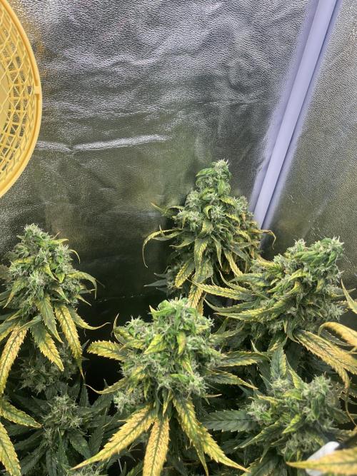 🌈Chocolate Rainbow xxl🌈 old dwc. Week 16