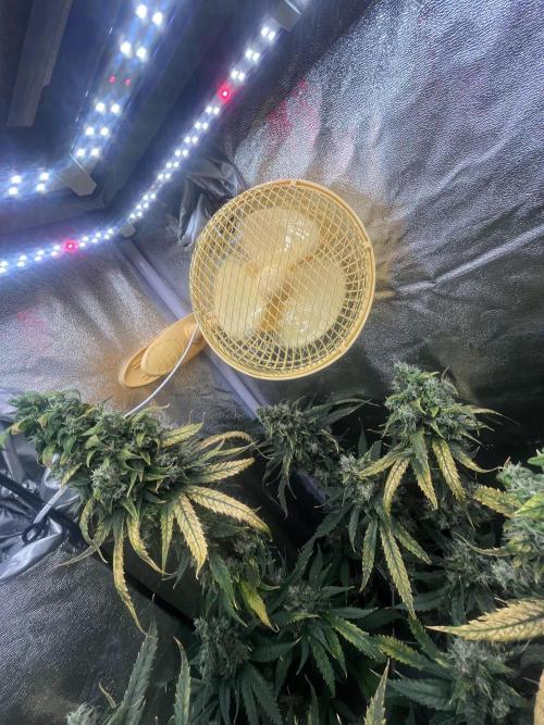 🌈Chocolate Rainbow xxl🌈 old dwc. Week 16