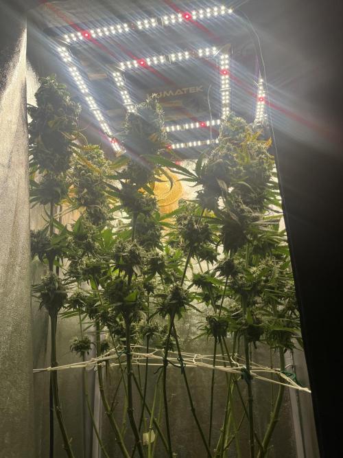 🌈Chocolate Rainbow xxl🌈 old dwc. Week 16