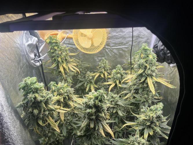 🌈Chocolate Rainbow xxl🌈 old dwc. Week 16