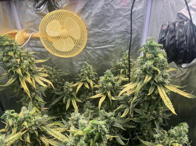 🌈Chocolate Rainbow xxl🌈 old dwc. Week 16