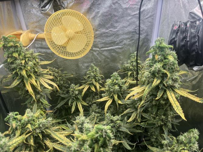 🌈Chocolate Rainbow xxl🌈 old dwc. Week 16