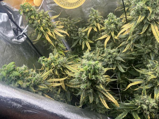 🌈Chocolate Rainbow xxl🌈 old dwc. Week 16