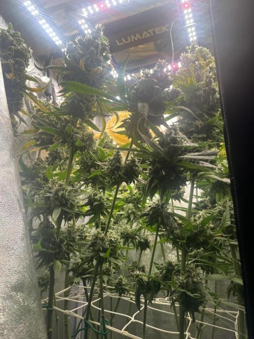 🌈Chocolate Rainbow xxl🌈 old dwc. Week 16