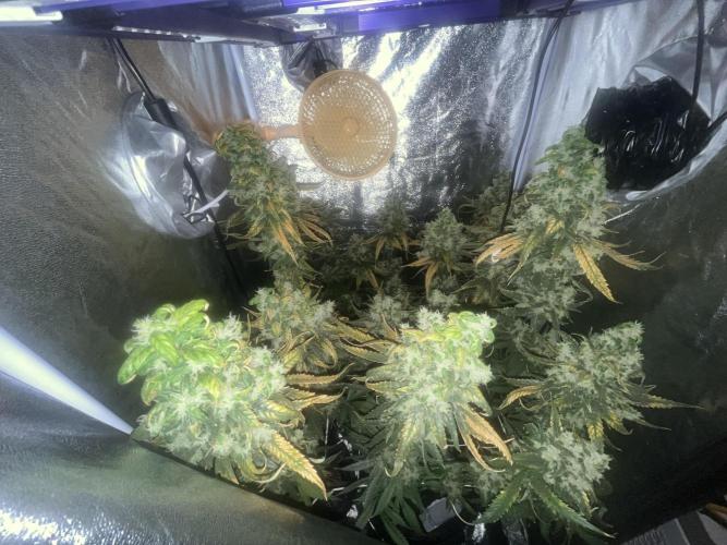 🌈Chocolate Rainbow xxl🌈 old dwc. Week 16