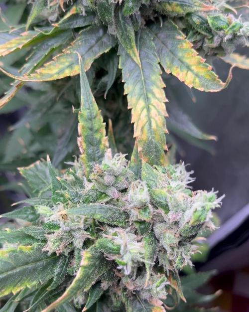 🌈Chocolate Rainbow xxl🌈 old dwc