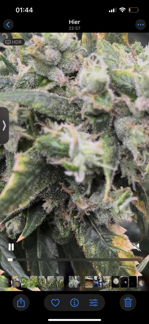 🌈Chocolate Rainbow xxl🌈 old dwc. Week 16