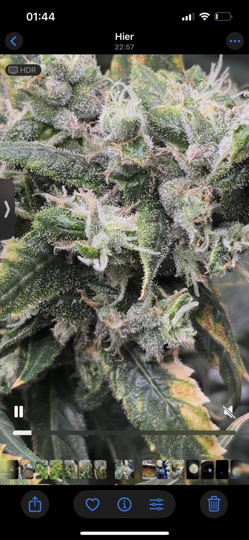 🌈Chocolate Rainbow xxl🌈 old dwc. Week 16