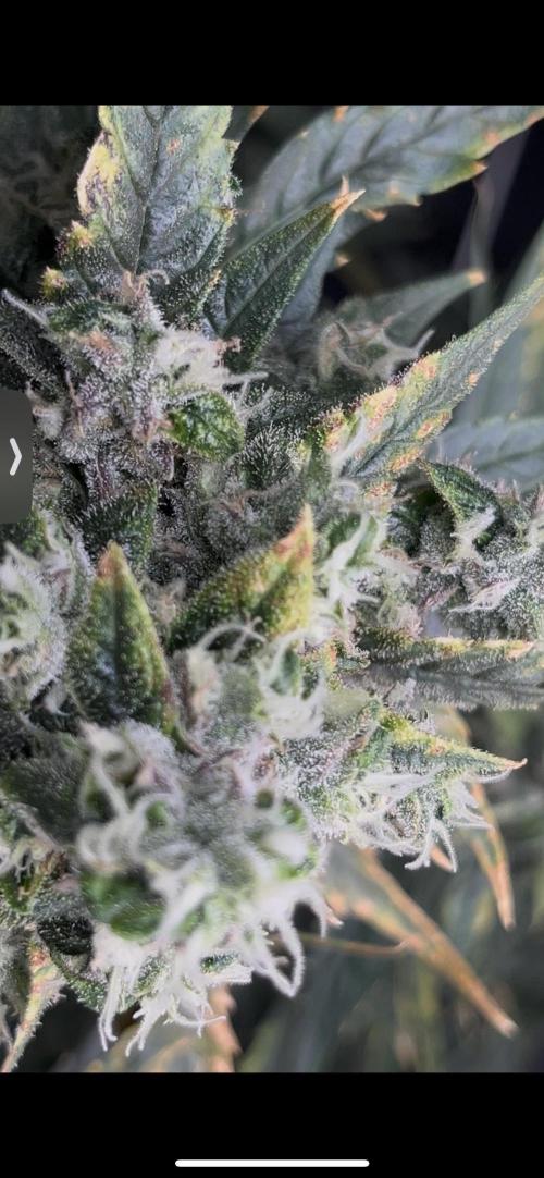 🌈Chocolate Rainbow xxl🌈 old dwc. Week 16