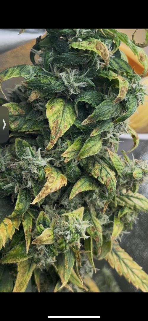 🌈Chocolate Rainbow xxl🌈 old dwc. Week 16