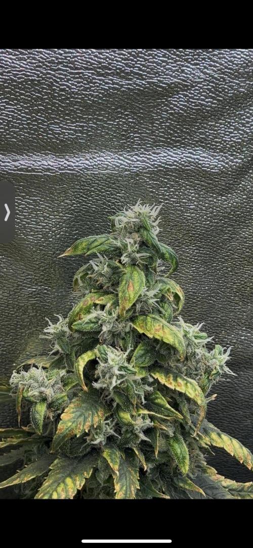 🌈Chocolate Rainbow xxl🌈 old dwc. Week 16