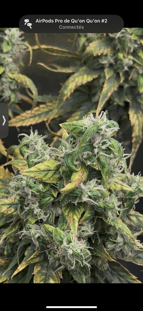 🌈Chocolate Rainbow xxl🌈 old dwc. Week 16