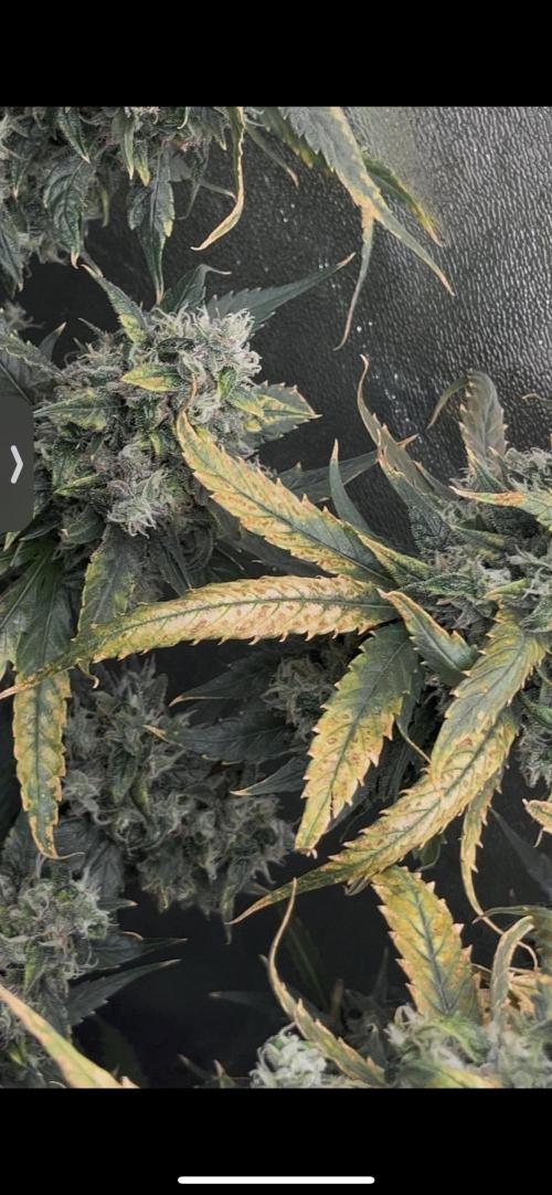 🌈Chocolate Rainbow xxl🌈 old dwc. Week 16