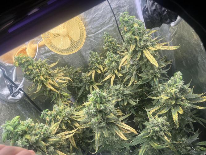 🌈Chocolate Rainbow xxl🌈 old dwc. Week 16