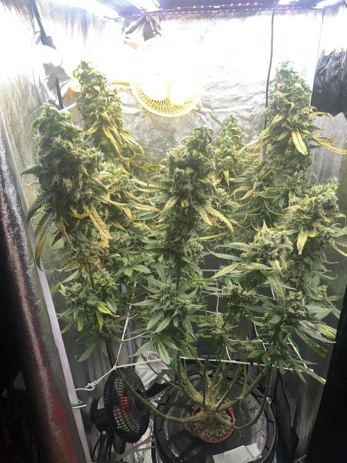 🌈Chocolate Rainbow xxl🌈 old dwc. Week 16