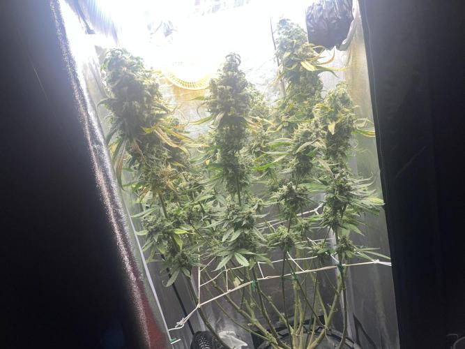 🌈Chocolate Rainbow xxl🌈 old dwc. Week 16