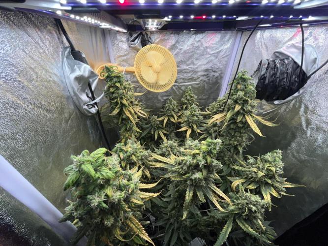 🌈Chocolate Rainbow xxl🌈 old dwc. Week 16