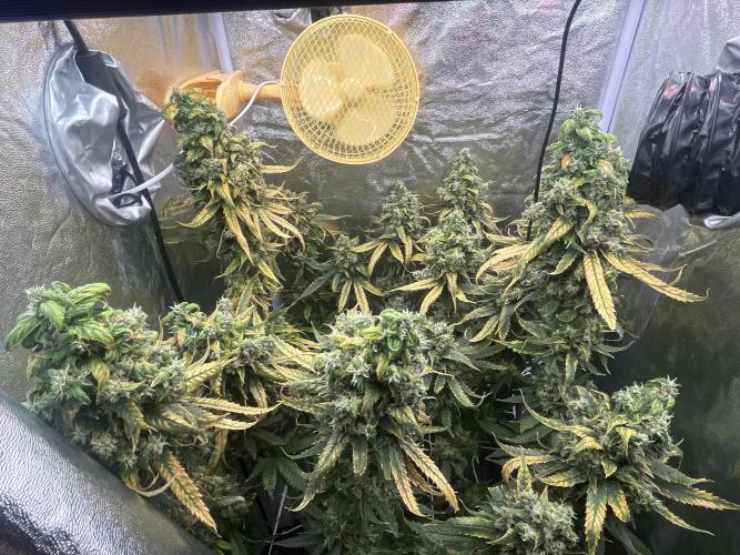 🌈Chocolate Rainbow xxl🌈 old dwc. Week 16