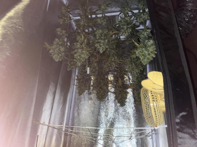 🌈Chocolate Rainbow xxl🌈 old dwc. Week 19