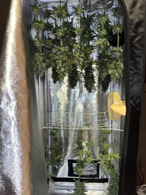 🌈Chocolate Rainbow xxl🌈 old dwc. Week 19
