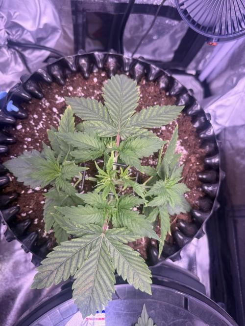 Mix  SL DWC 34 l /  GMOC Soil 12l 🌊vs??. Week 2