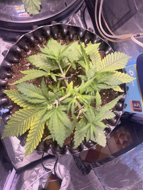 Mix  SL DWC 34 l /  GMOC Soil 12l 🌊vs??. Week 2