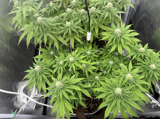 Amnesia Lemon  + Critical Widow. Week 8 - Day 62 (20 march)