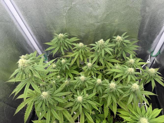 Amnesia Lemon  + Critical Widow. Week 8