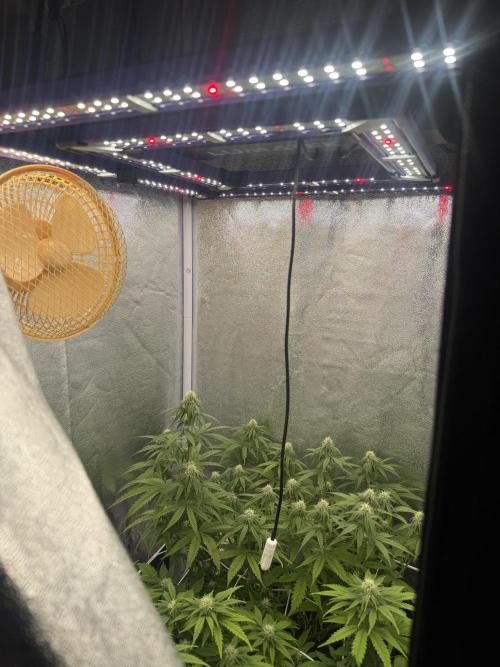 Amnesia Lemon  + Critical Widow. Week 8