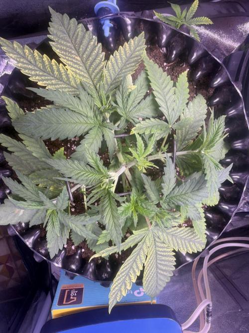 Mix  SL DWC 34 l /  GMOC Soil 12l 🌊vs??. Week 2