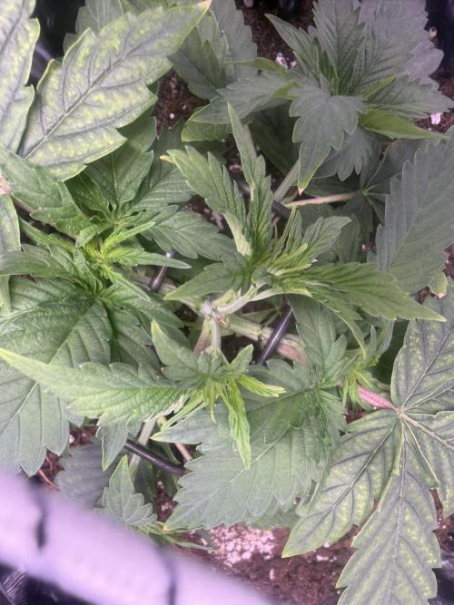 Mix  SL DWC 34 l /  GMOC Soil 12l 🌊vs??. Week 2
