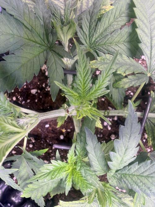 Mix  SL DWC 34 l /  GMOC Soil 12l 🌊vs??. Week 2