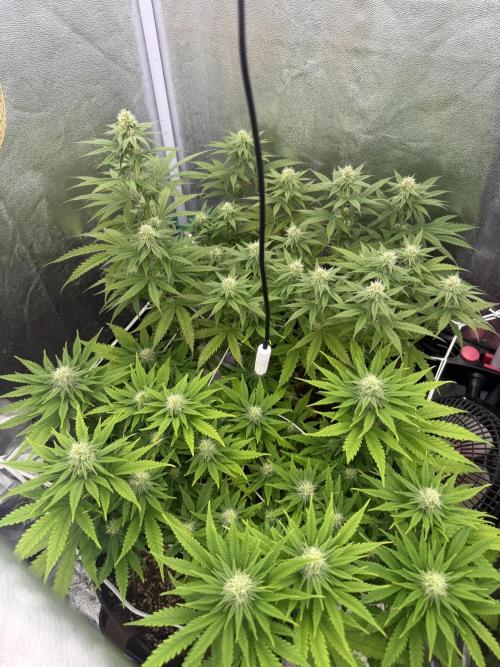 Amnesia Lemon  + Critical Widow. Week 8 - Day 63 (21 march)