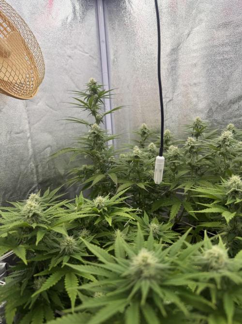 Amnesia Lemon  + Critical Widow. Week 8