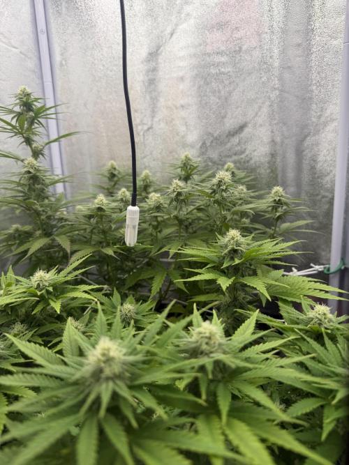 Amnesia Lemon  + Critical Widow. Week 8