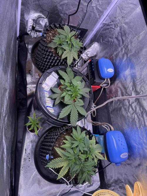 Mix  SL DWC 34 l /  GMOC Soil 12l 🌊vs??. Week 3 - Day 17 (22 mars)