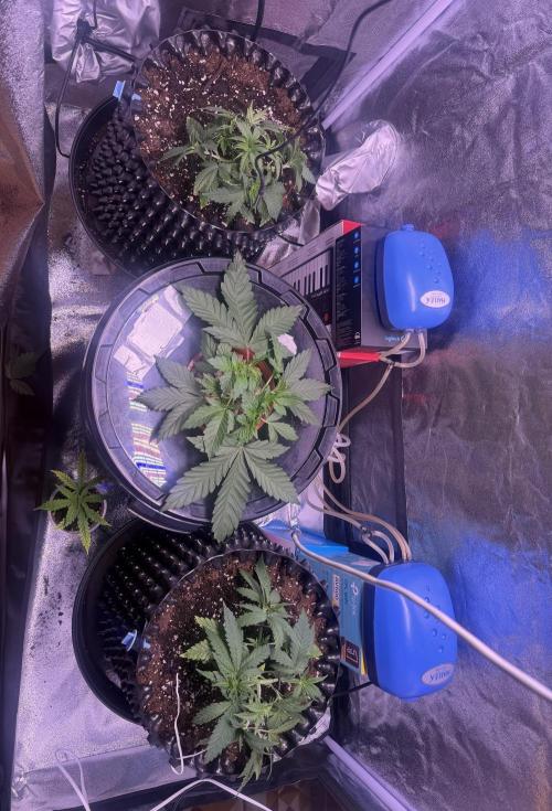 Mix  SL DWC 34 l /  GMOC Soil 12l 🌊vs??. Week 3
